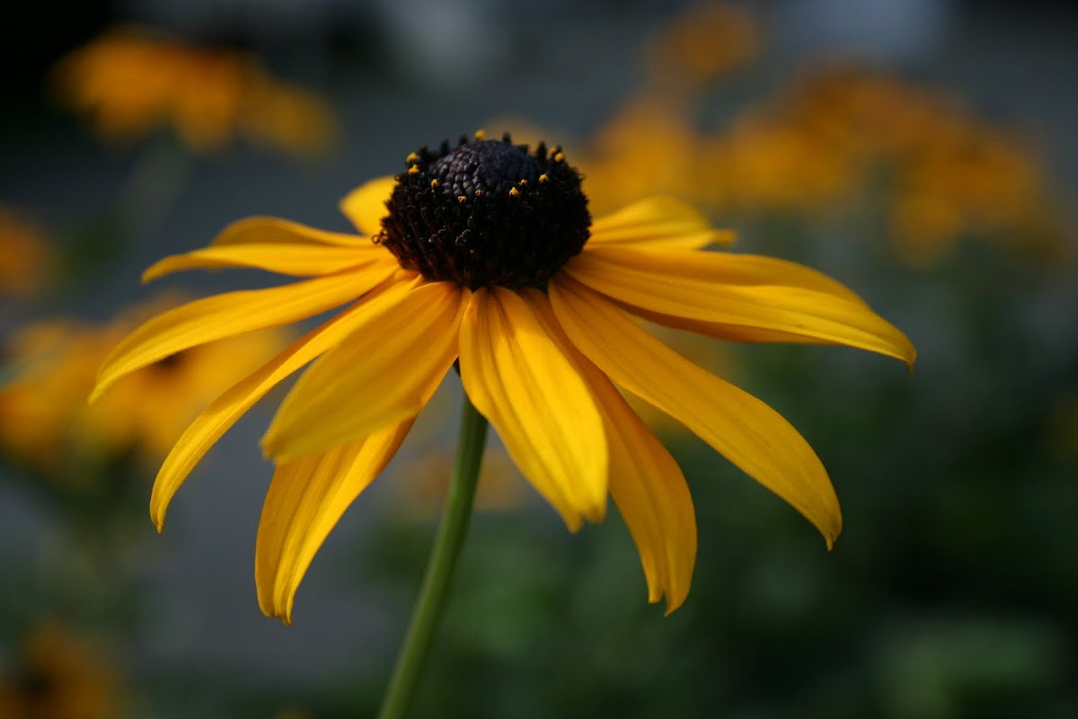 Black Eyed Susan