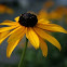 Black Eyed Susan