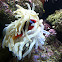 Clown fish