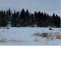Plains Bison