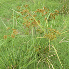 Small Flower Umbrella Sedge
