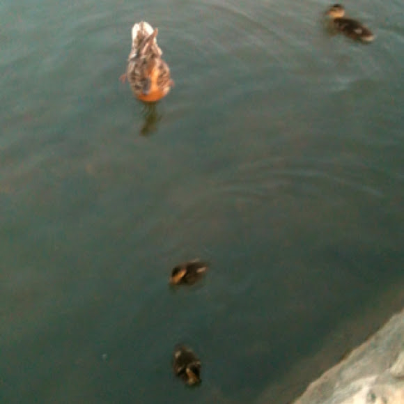 Spotting Image 1
