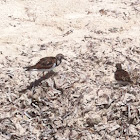 Ruddy Turnstone