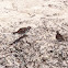 Ruddy Turnstone