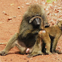 Olive Baboon