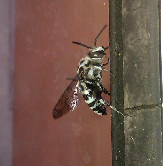 Spotting Image 1