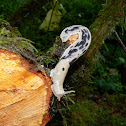 Banana Slug