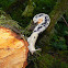 Banana Slug