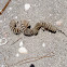 Lightning Whelk eggs