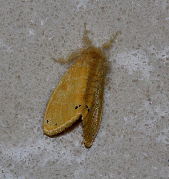 Spotting Image 1