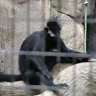 Francois' Langur