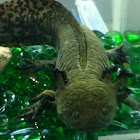 Axolotl