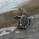 Green Sea Turtle