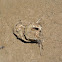 Catfish