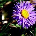 PURPLE ASTER