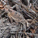 Horned Lizard