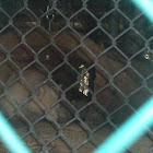 Albino Racoon
