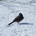 Dark eyed junco