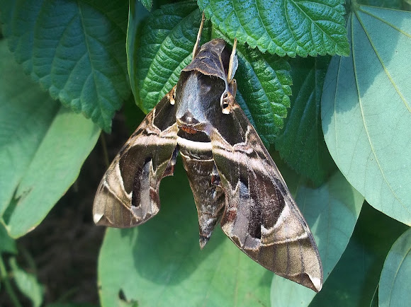 Spotting Image 1
