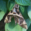Hawk-Moth