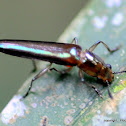 Lizard Beetle