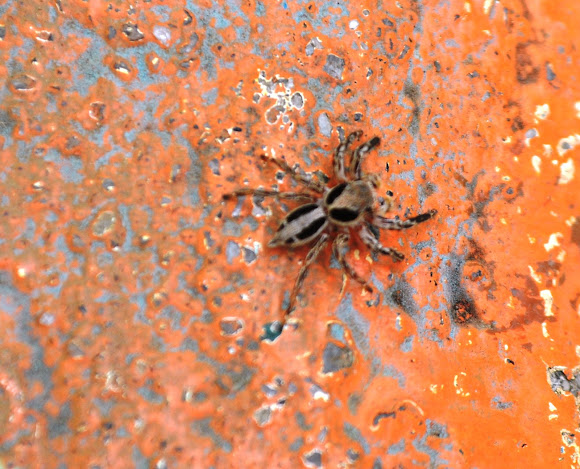 Spotting Image 1