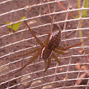 Six-spotted fishing spider