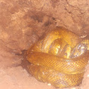 Rainbow Boa