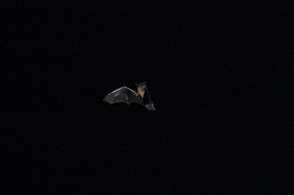 Spotting Image 1