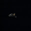 Big Brown Bat