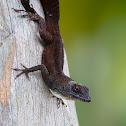 Habana Anole