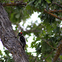 Hairy Woodpecker