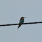 European Bee-eater