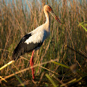 Maguari Stork