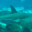 Shovelnose Guitarfish