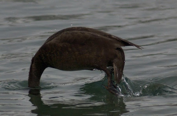 Spotting Image 1