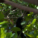 Red-winged Blackbird