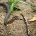 Checkered Keelback
