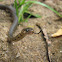 Checkered Keelback