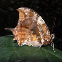 Satyr butterfly