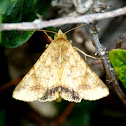Moth