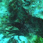 Lionfish