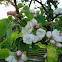 Apple Blossom