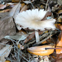 Psathyrella