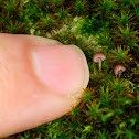 Mycena meliigena