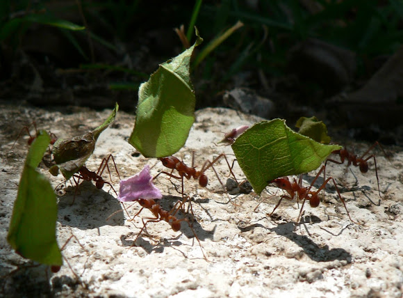 Spotting Image 1