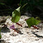 Leaf cutter ants
