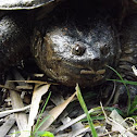 Florida Snapping Turtle
