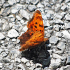 Eastern Comma Butterfly