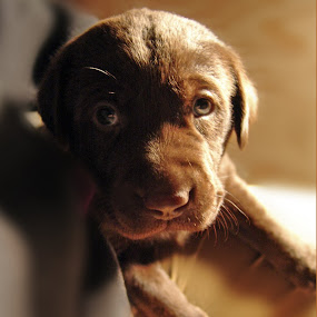 Chocolate Love by Kirsten Morse - Animals - Dogs Portraits